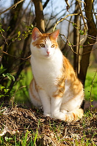 orange tabby cat on ground