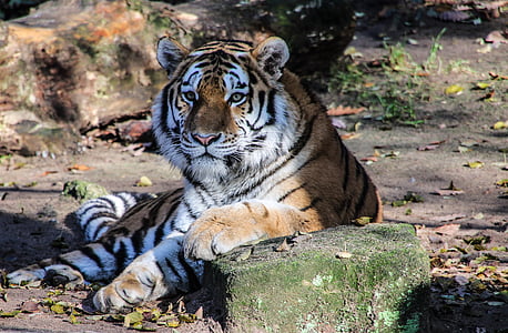 brown and black tiger lying near stone