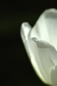 macro photography of white tulip in bloom