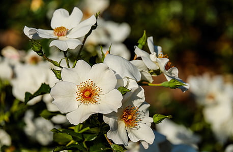 white petaled flowers in daytime