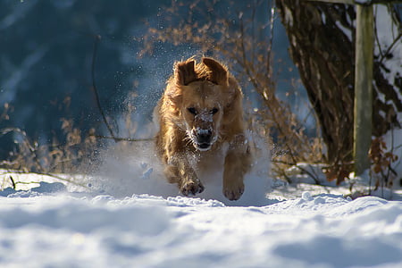 adult golden retriever running on the snowy field
