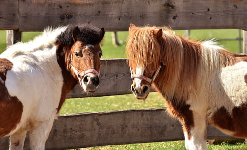 two brown-and-white ponies near wooden fence