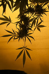 cannabis plant closeup photography