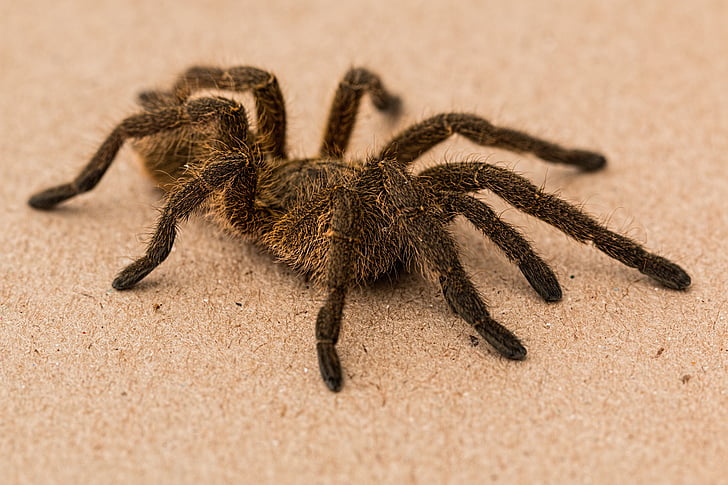 black and brown tarantula on ground