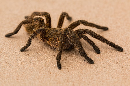 black and brown tarantula on ground