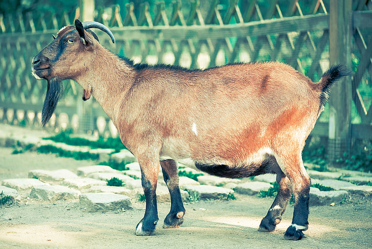 brown goat standing beside the fence