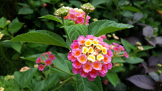close up photography of pink and yellow lantana flowers