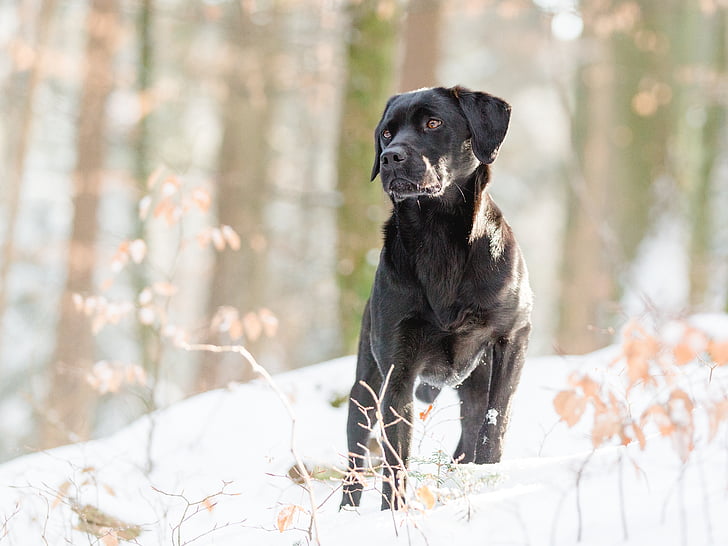 adult black Labrador retriever in forest