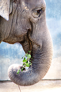gray elephant eating green grass