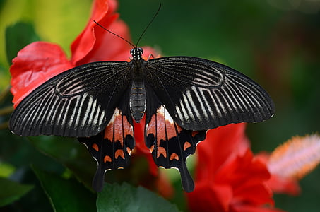 black and red butterfly on red petaled flower