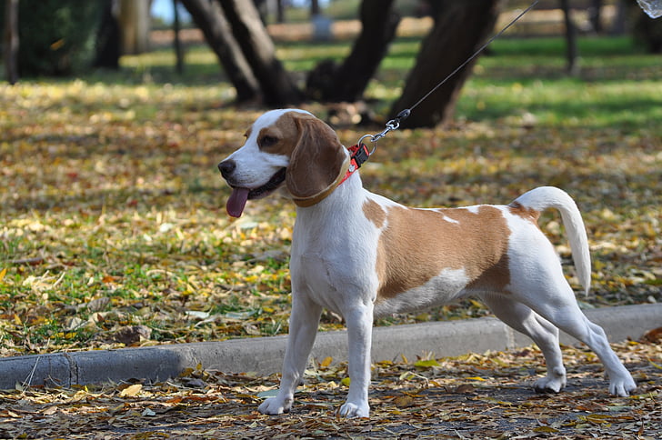 adult white and lemon beagle on road near the tree outdoor