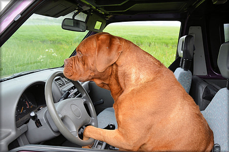 adult French mastiff driving a car