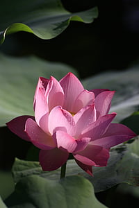 pink lotus flower with lily pods