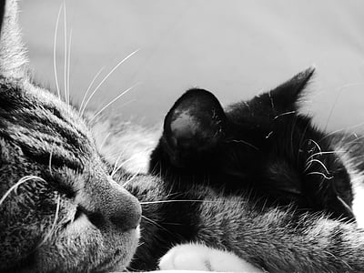 grayscale photo of two sleeping cats