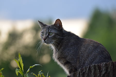 brown tabby cat on grass