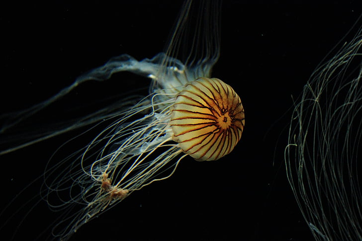 underwater photography of yellow jellyfish