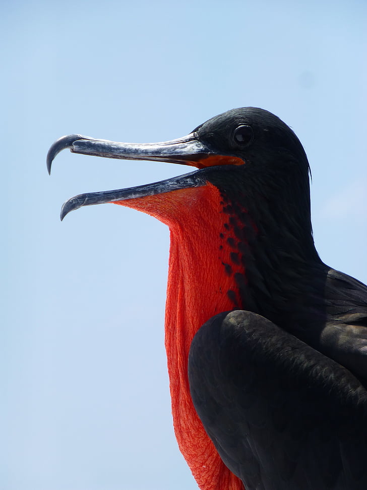 close-up photography of magnificent frigatebird