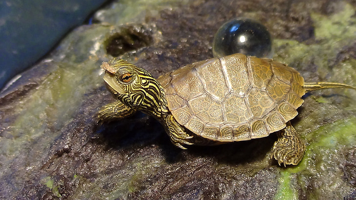 brown turtle near glass ball