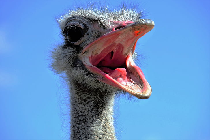 close up photography of ostrich head