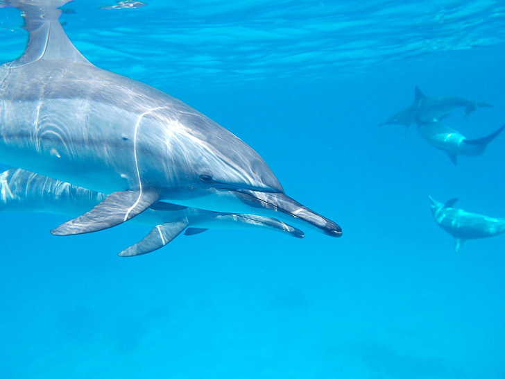 dolphins underwater during daytime