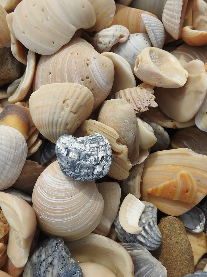 selective focus photography of brown seashells