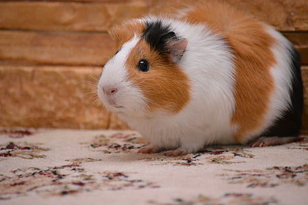 photo of white, black, and brown hamster