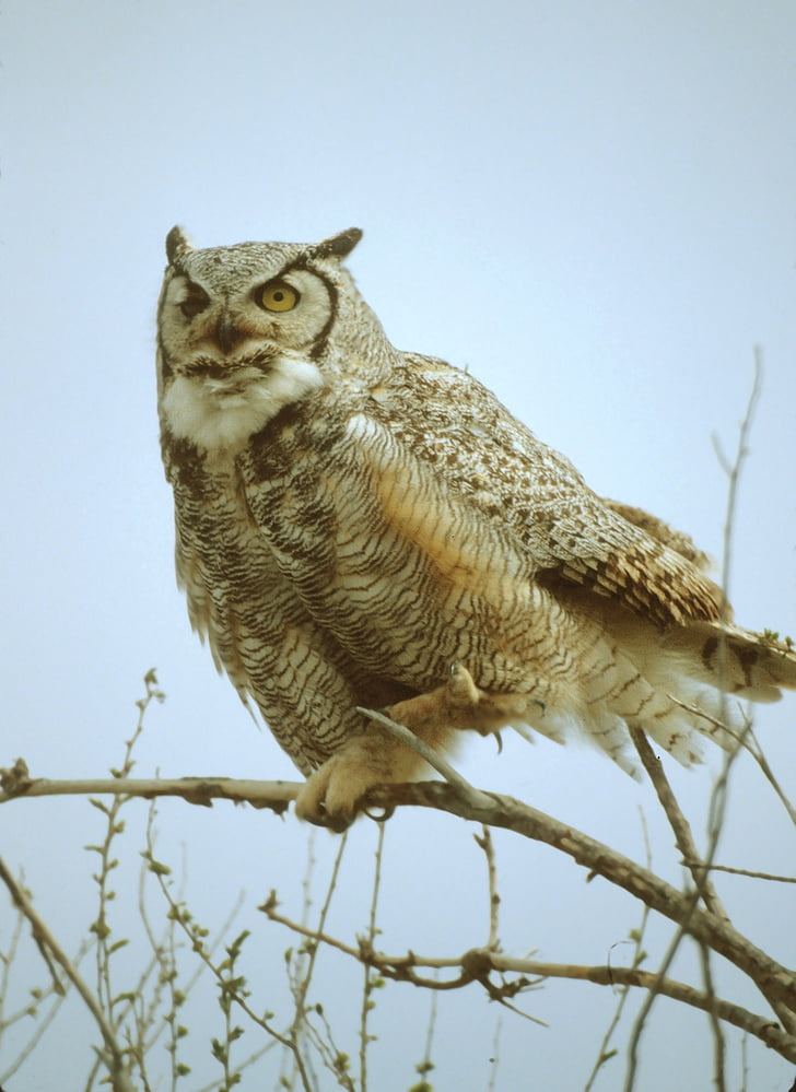 gray owl perched on branch