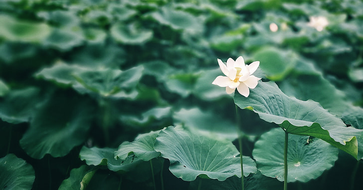 closeup photography of white lotus flower