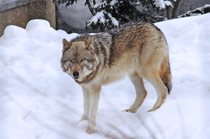 wolf standing on the ice field