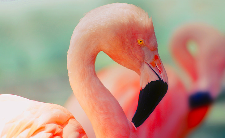 flamingo, bird, wildlife, colorful, colors, orange