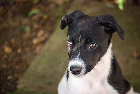 short-coated white and black puppy