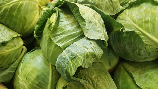 close up photo of green cabbages