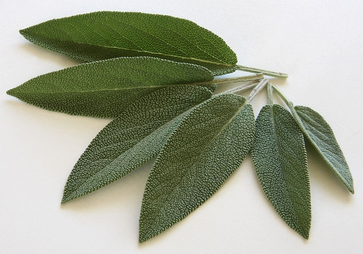 six green leaves