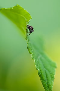 black jumping spider in macrophotography