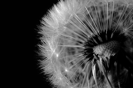 selective focus photography of withered dandelion