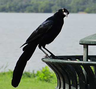 black raven perching on black metal