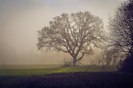 silhouette of tree with fogs