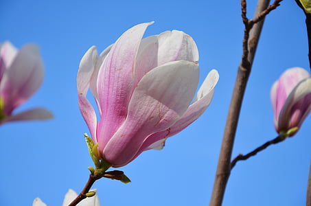 white and pink saucer magnolia flower