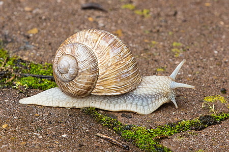 brown and gray snail crawling during daytime