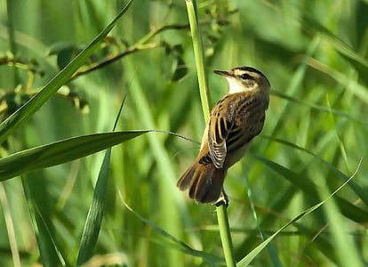 Royalty-Free photo: Brown Sparrow bird on green branch selective-focus ...