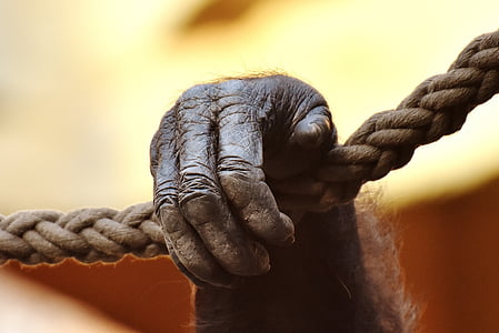primate holding on rope