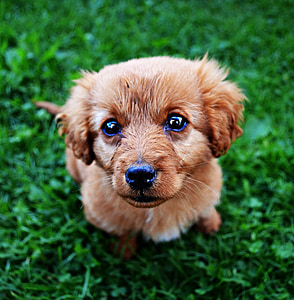 closeup photography of short-coated puppy on green grass