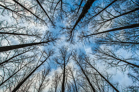 worm's-eye view of bare trees across clouds