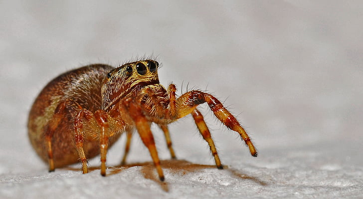 closeup photo of brown jumping spider