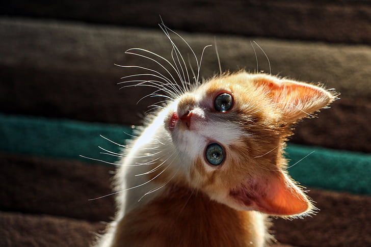 short-fur orange and white kitten selective focal photo