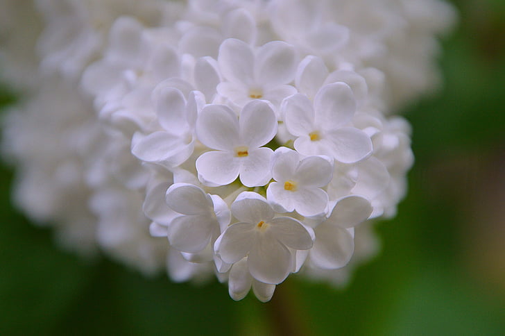 closeup photography of white Aubrieta flowers