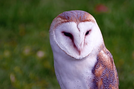 macro photography of white and brown owl