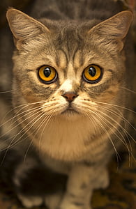 close up photography of grey tabby cat
