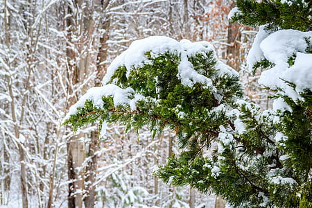 photo of green leafed tree with snow