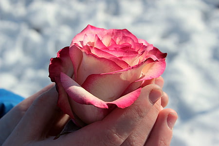 person holding pink and white rose